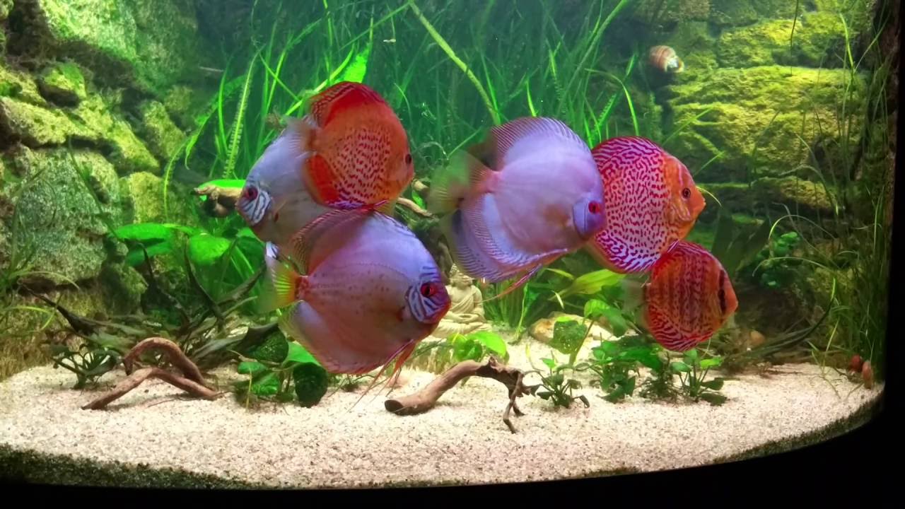 Juwel Trigon 350l Aquarium Mit Stendker Diskus 10 Monate Alt Youtube