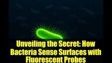 Unveiling the Secret: How Bacteria Sense Surfaces with Fluorescent Probes