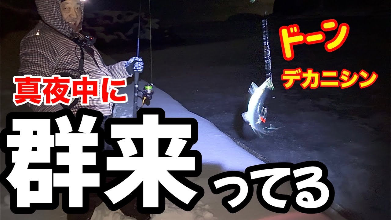 【北海道釣り】【鰊の群来】白く濁って泡立つ真夜中の群来！サビキを投げ込んだら当然(≧◇≦)　#群来#鰊釣り#ニシン釣り