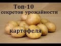 Картофель выращивание. 10 секретов повышения урожайности картофеля.