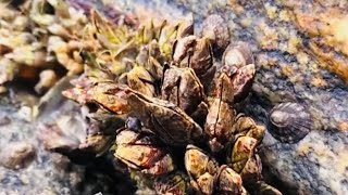 Barnacles cleanup - satisfying (Episode 569)