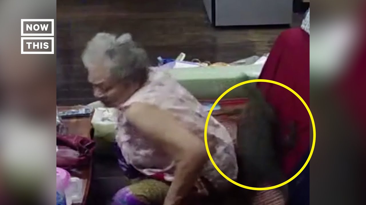 Huge Monitor Lizard Wanders Into Home #Shorts