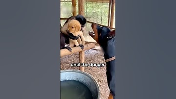 This Monkey "Stole" a Puppy… The Truth Will Shock You 🤯