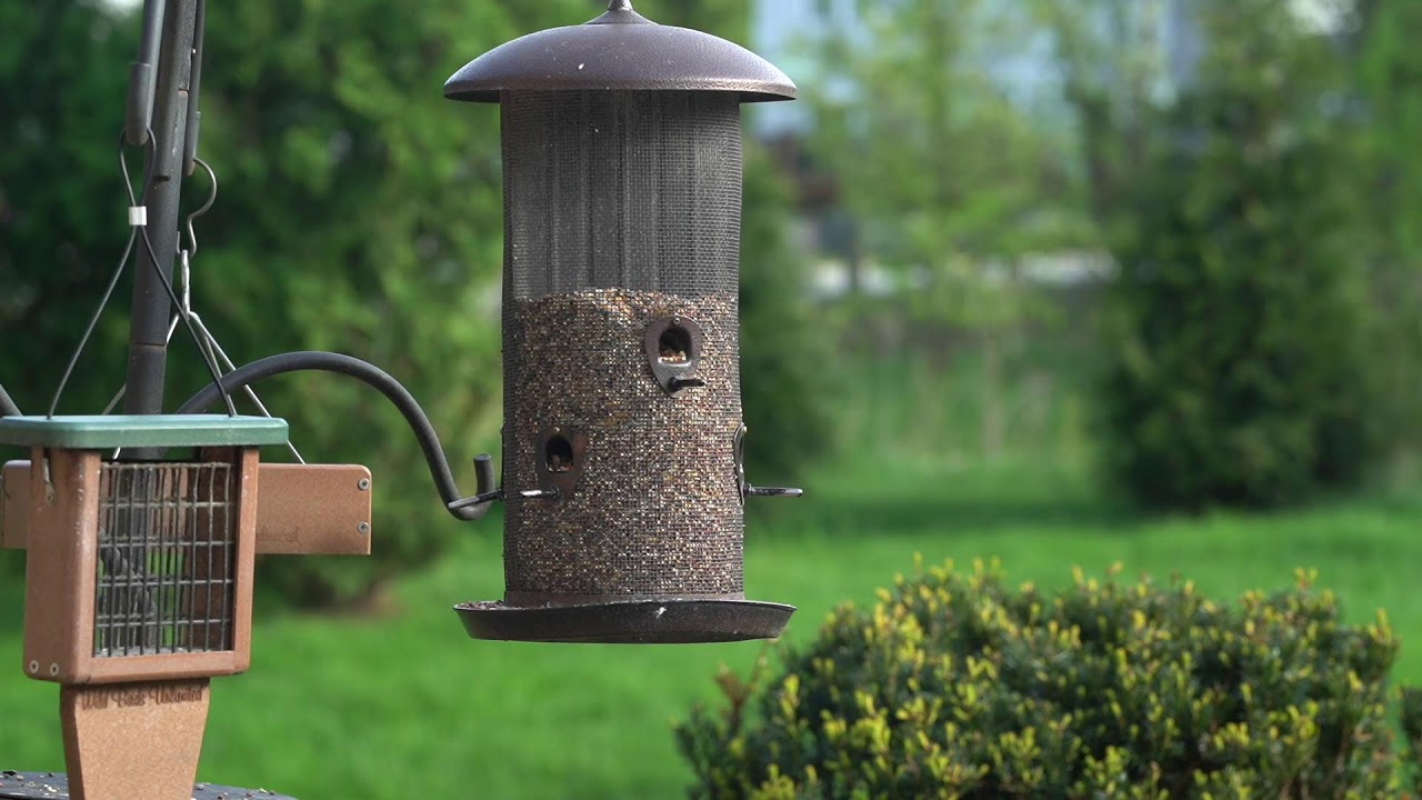 HOWLIGANS LIVE FEED BIRD FEEDER main image 1