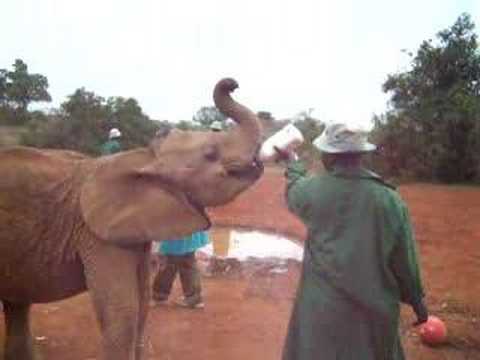 David Sheldrick elephant orphanage, Nairobi