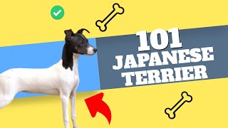 All About the Japanese Terrier Dog: What You Need to Know!