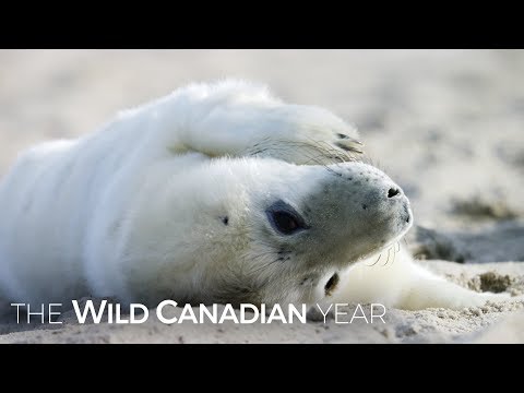 Winter Brings A Stark Beauty To Canada’s Remote Sable Island | Wild Canadian Year