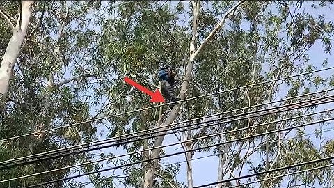 cưa cây bạch đàn gần đường dây điện ,