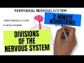 2-Minute Neuroscience: Divisions of the Nervous System