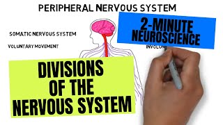 2-Minute Neuroscience: Divisions of the Nervous System