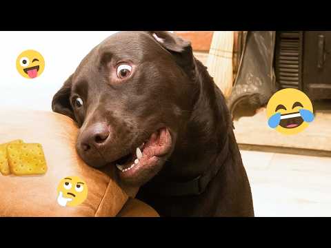 When God Sends You A COMEDIAN DOG 😂 Funniest Dogs Video 2026 #15