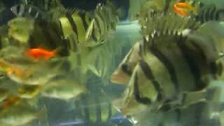 20100604 - 水巢精選16公分級泰國金虎.AVI