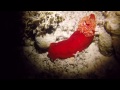Red sea liveaboard dive holiday 2016 aftermovie  blue fin blue o two