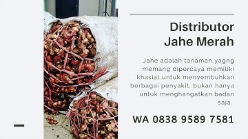 WA 0838 9589 7581, Pusat Distributor Jahe Merah, Harga jahe Merah per kg