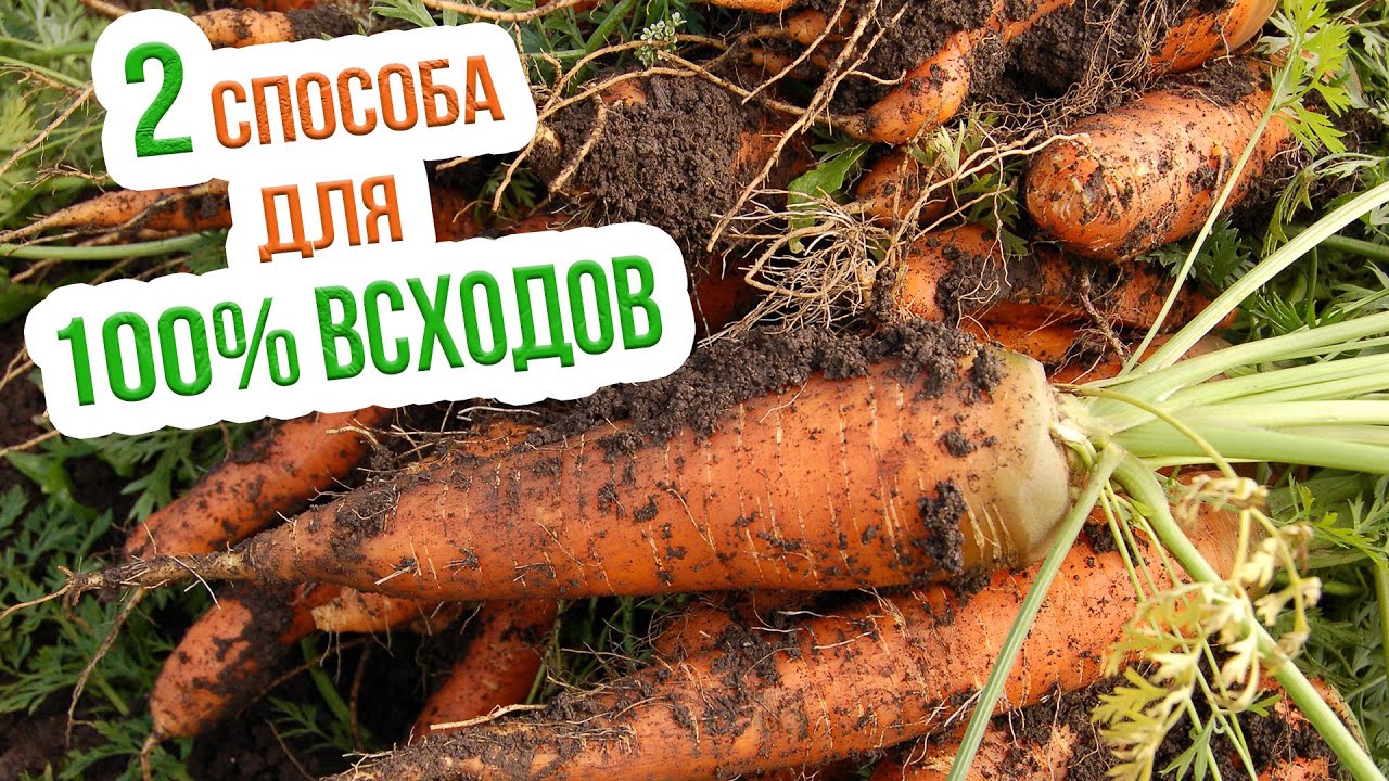 Как правильно проводить прореживание моркови?