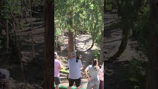 Double park job on 8a at the 2026 Santa Cruz Masters Cup Final Round #discgolf #video #shorts #viral