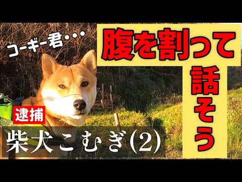 柴犬こむぎとコーギーの示談成立！？【NEWS48】里山の水神様にも御挨拶‼︎ Settlement between Shiba Inu Komugi and Corgi? japan natural