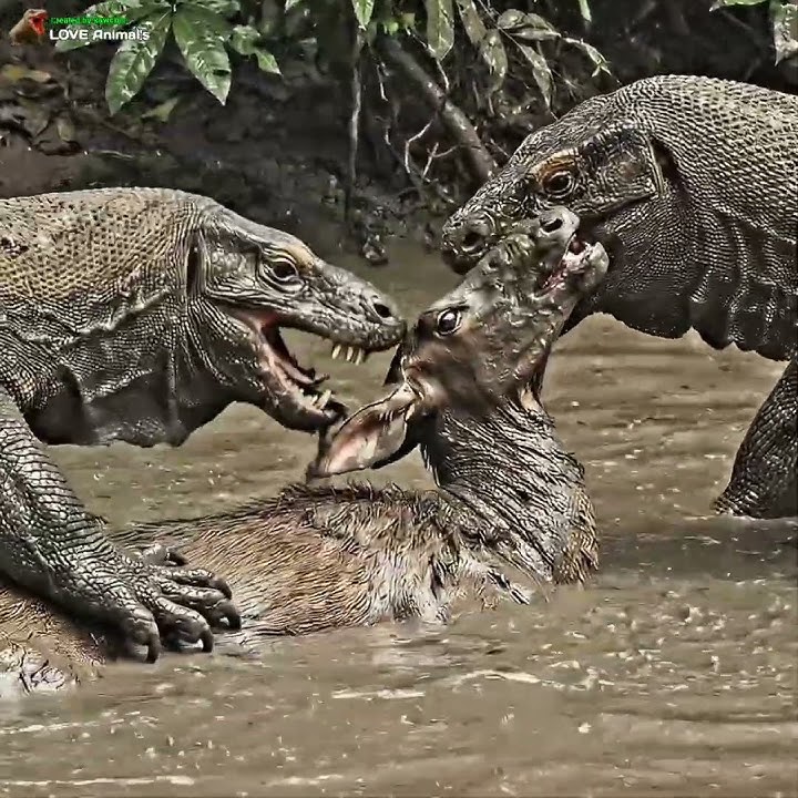 komndo dragon attack deer jeare karo 😨😰😥😳😭#animals #shorts #amazing #fblifestyle