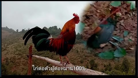 Coj nej lo saib tu me nyuam qaib dib tuaj zoo heev