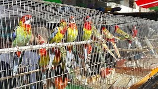 تقرير مفصل لسوق الجمعه للعصافير 3-8-2018 و اسماء جميع انواع عصافير الكوكتيل بالصور