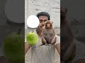 amrud eat challenge monkey #challenge #shorts