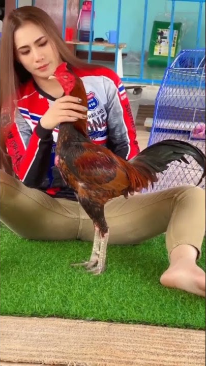 AYAM PAMA IQ