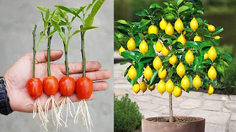 The Secret To Growing Lemons Super Quickly And Giving Lots Of Fruit You Need To Know