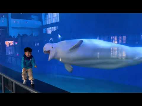 Beluga Teases Child Through Glass Ends In Tears In Shandong China