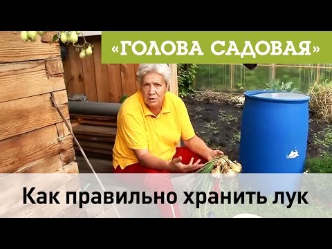 Голова садовая Как правильно хранить лук