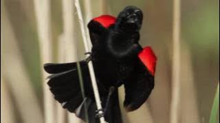 Red-winged Blackbird