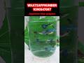 #shorts Japanese blue guppies #trending #viral #ytshorts #pets #guppies @Ganeshaquariumfishekakinada
