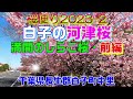 桜便り2023-2 白子の河津桜 　u0026quot;満開のしらこ桜・前編u0026quot;