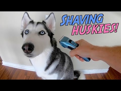 shaving-a-siberian-husky's-coat!-(veehoo-pet-clippers)