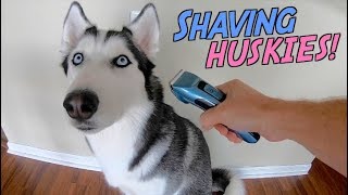 Shaving A Siberian Husky's Coat! (Veehoo Pet Clippers)