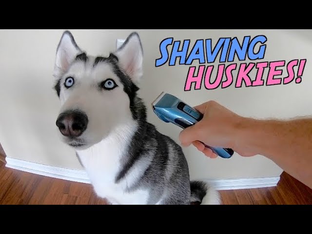 Grooming A Siberian Husky - How To Do It, What You Need, And How To  Maintain Being Clean! - Youtube