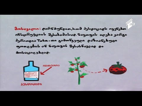 \"ფერმა\".  სასარგებლო რჩევები - პომიდვრის ჩრჩილი და მასთან ბრძოლის საშუალებები