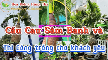 Cẩu Cau Sâm Banh và Thi Công trồng cho khách yêu | Cung cấp Cau Kiểng Các Loại | hoakienghungthyvlog