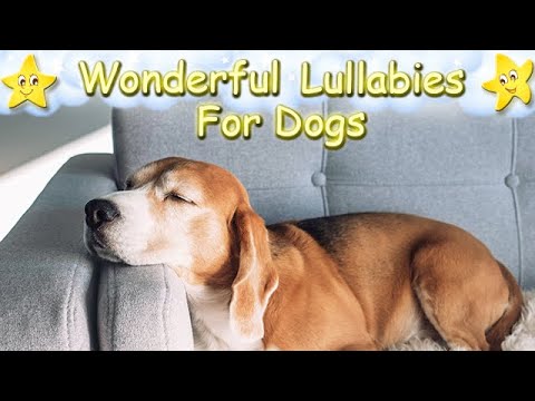 Super Relaxing Music For Dogs And Puppies ♫ Calm Your Dog Effectively Within A Few Minutes
