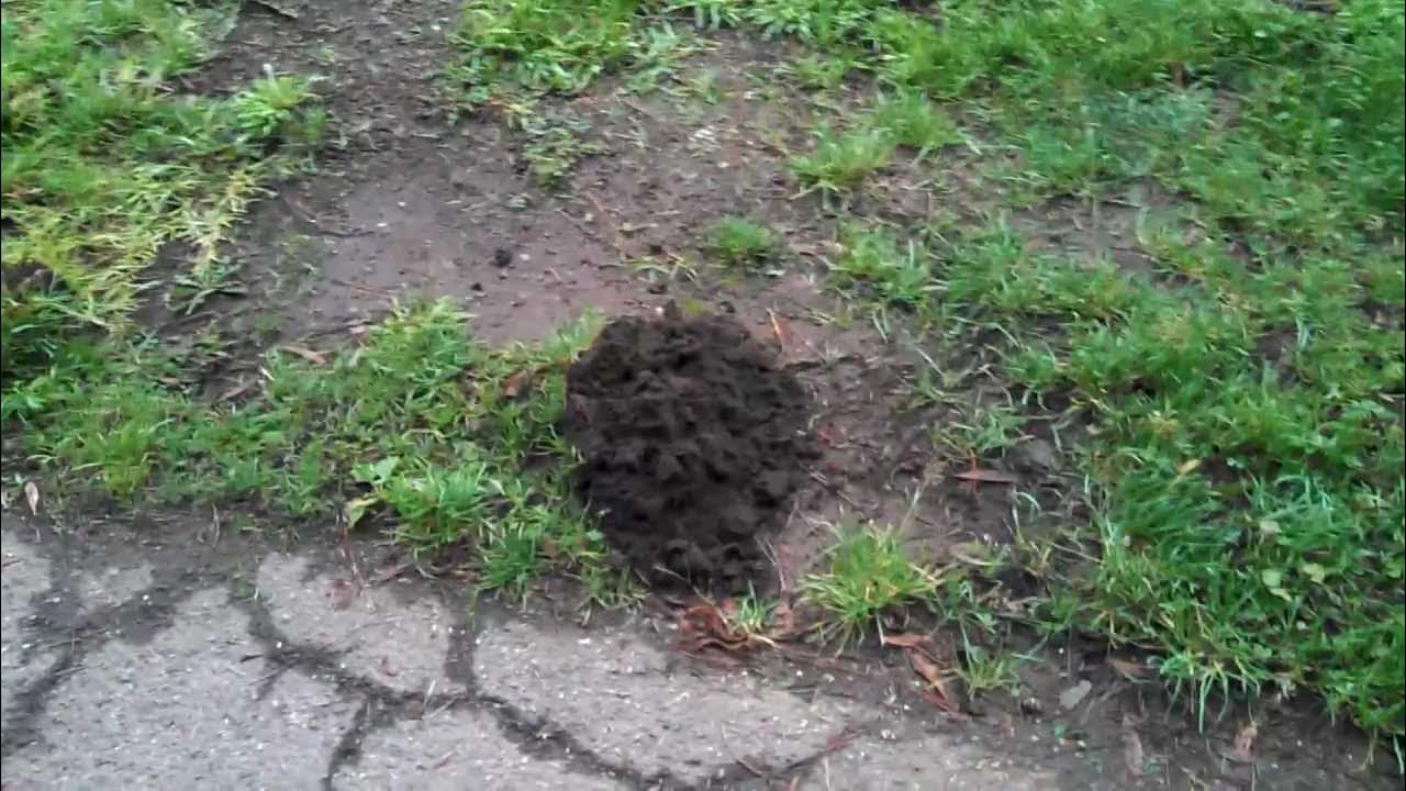 Mole hole. Дырки в газоне. Кротовины в почве. Крот под землей. Голова крота.