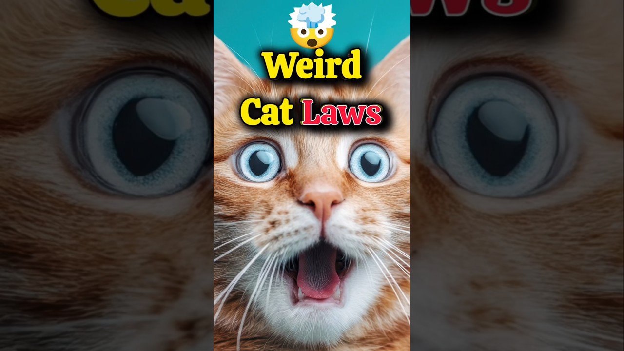 5 Weird Cat Laws You Won’t Believe Exist