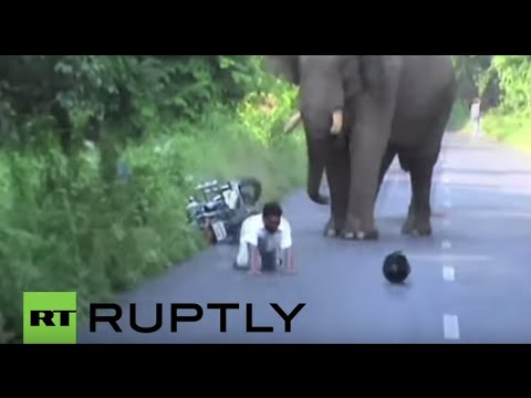 India: Biker narrowly escapes rampaging elephant