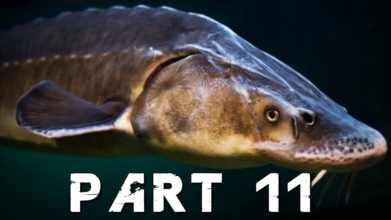 FAR CRY 5 Walkthrough Gameplay Part 11 THE ADMIRAL FISH PS4 Pro Far Cry 5 Walkthrough Gameplay Part 11 The Admiral Fish Ps4 Pro