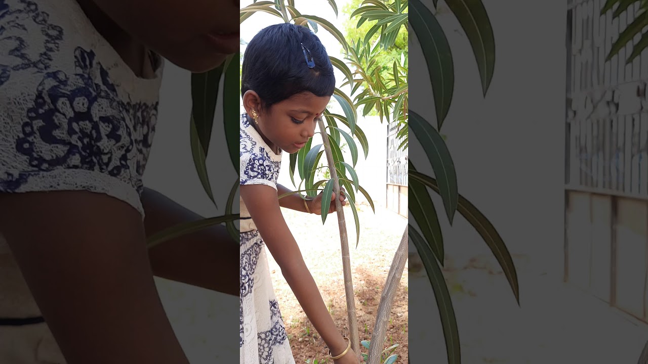 #PATTERNS IN NATURE # grade 2 - YouTube