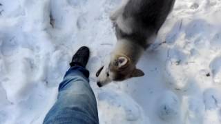 Alaskan malamute puppy playtime in snow