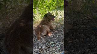 Happy Irish Terrier under the hammock in the shade