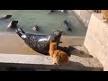 Cat 🐈 Slaps Seal 🦭 Sending Him Into the Pool | Daily Dose of Animals #12