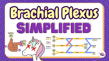 Brachial Plexus Anatomy Simplified | Draw with us! Mnemonics & Tricks [Part 1]