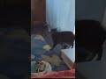 Amazingfacts youtube cartoon cats funny2023 funnyanimals zsmtv instagram facebook tiktok