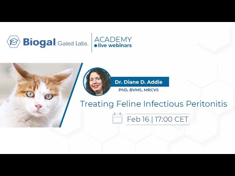 Video: Feline Infectious Peritonitis (FIP) In Cats - Treatment For FIP In Cats