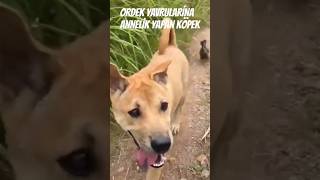 Ördek Yavrulari̇na Anneli̇k Yapan Köpek